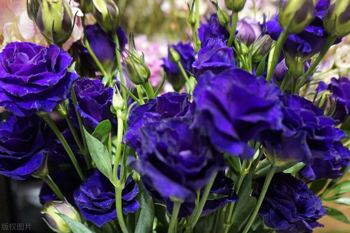 图片蓝色妖姬,蓝色妖姬图片q版