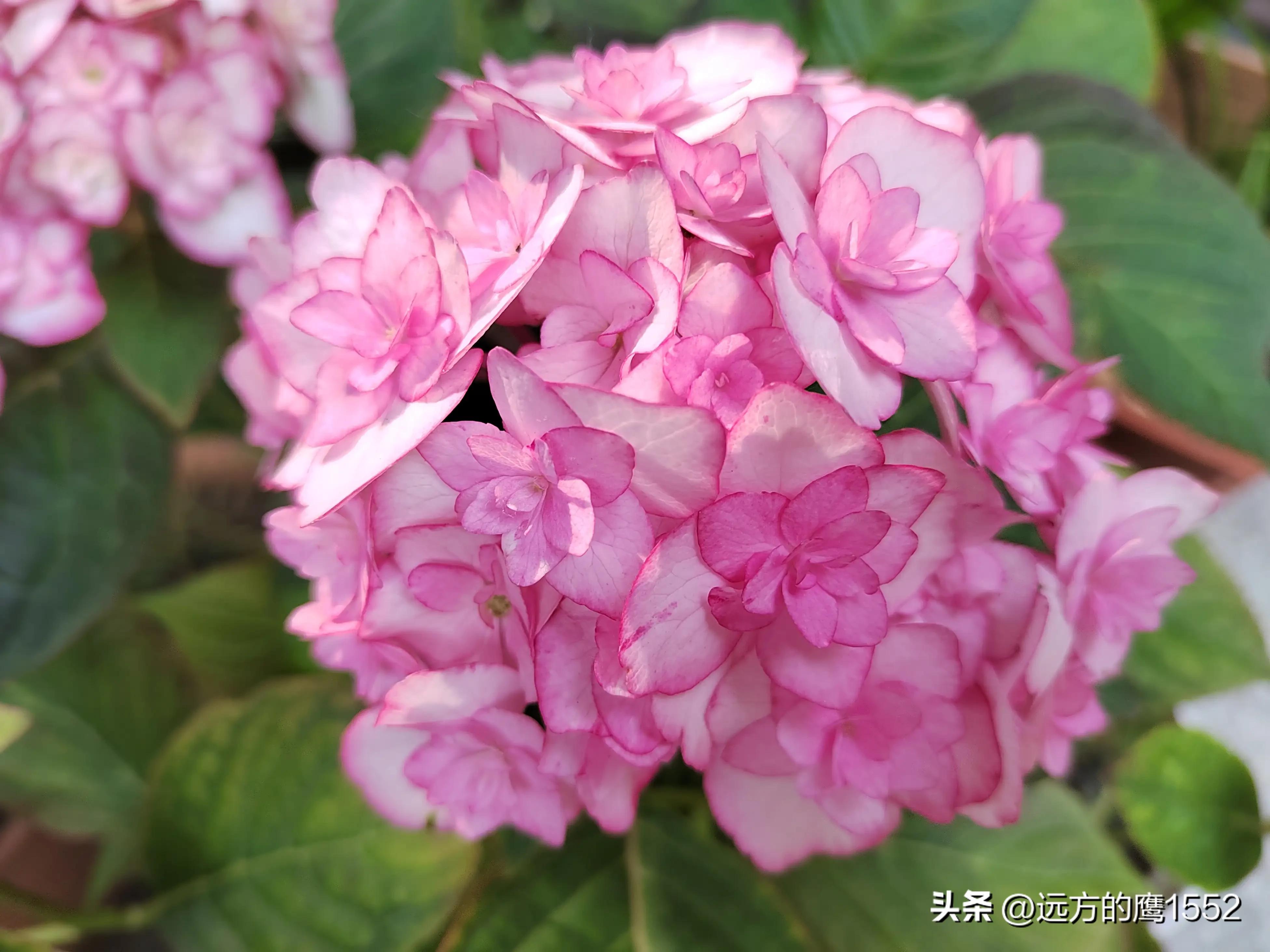 纱织小姐绣球是新老枝开花吗,绣球纱织小姐开花后的养护