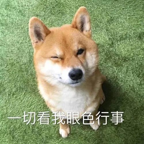 狗狗老是扒拉我怎么回事,狗狗用手老是扒拉主人啥意思