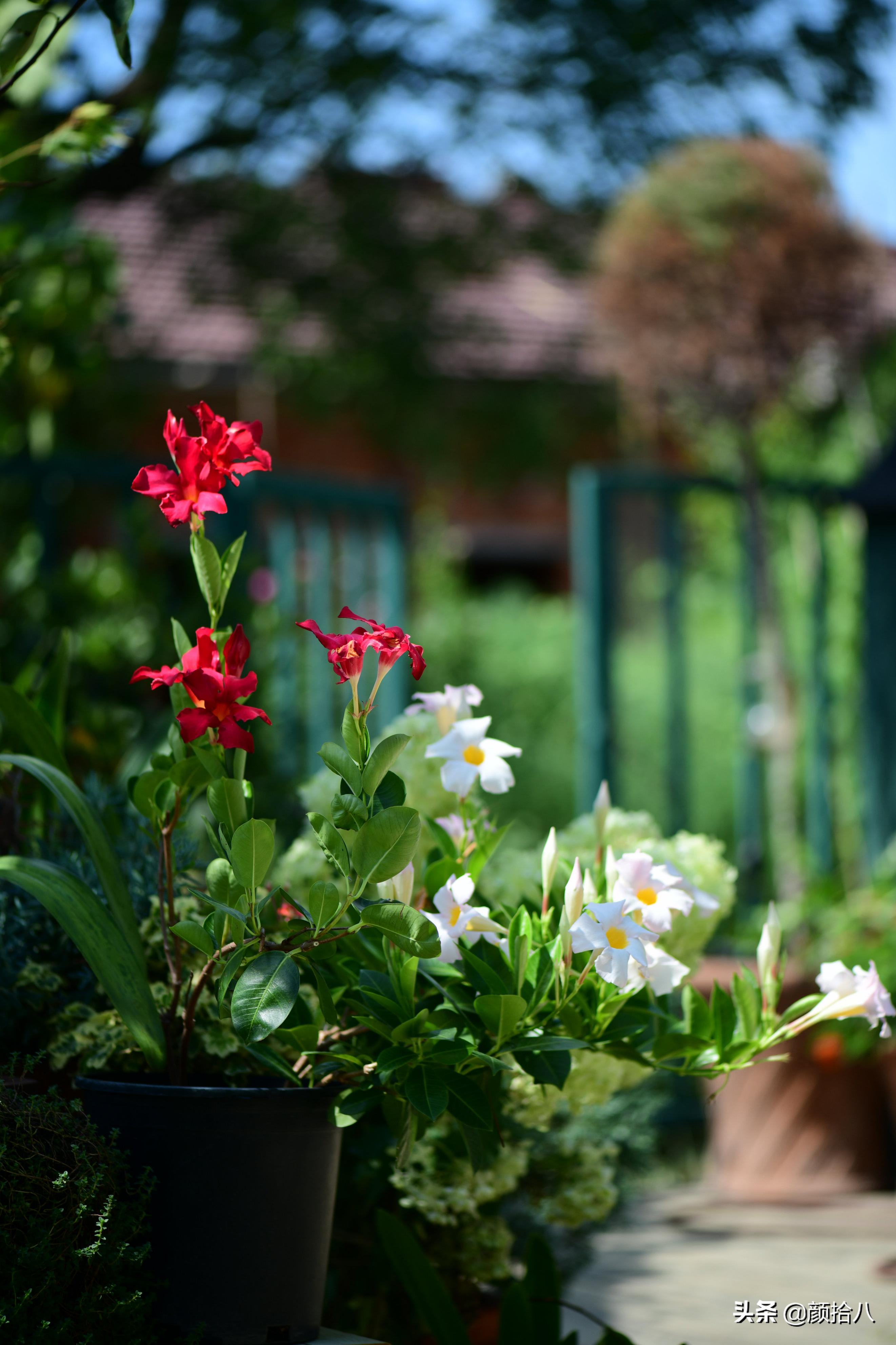 看到你的花园那么惨，我就安心了|园丁
