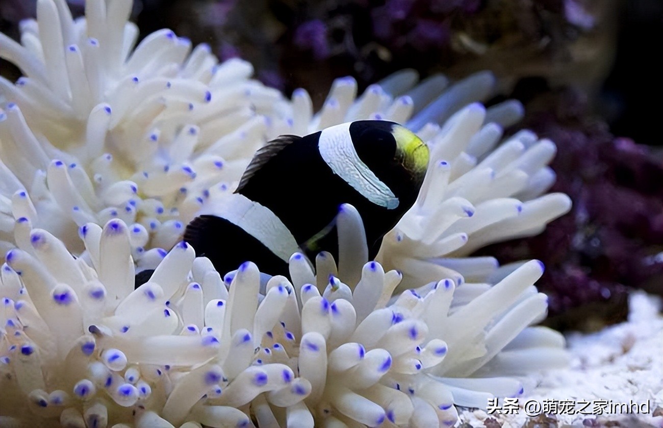 小丑鱼的养法和注意事项,小丑鱼怎么养才是养得大