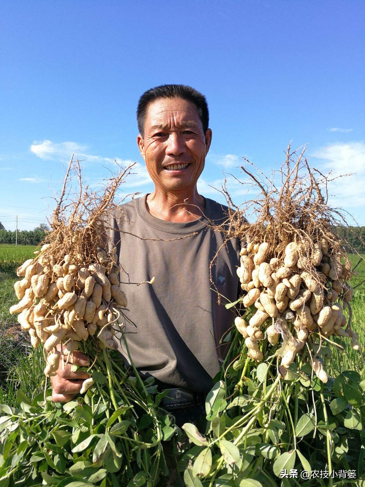 怎样解决花生空壳问题,花生空壳原因及防治方法