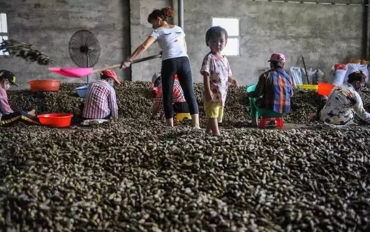 成品槟榔会致癌真有那么严重吗,软性毒品槟榔怎么戒