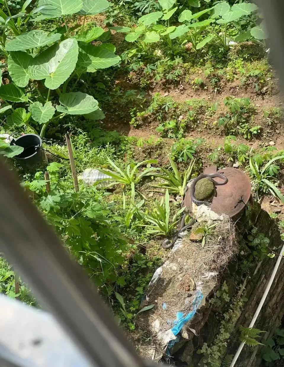 滑鼠蛇厉害还是眼镜蛇厉害,农田判断眼镜蛇的方法