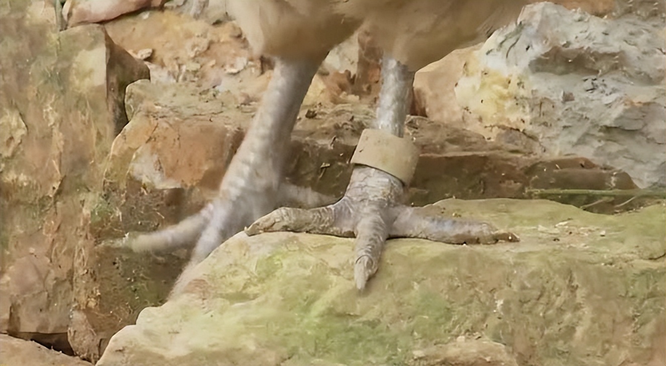 中科院博士裸辞,中科院博士谈裸辞开民宿