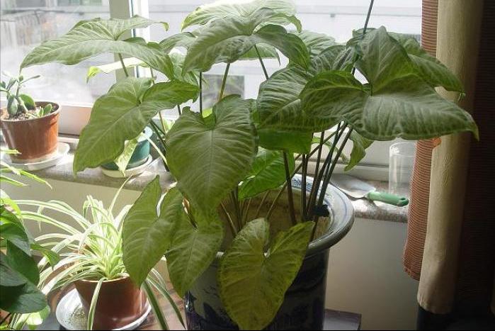 合果芋怎么养殖长得旺盛,合果芋怎么养