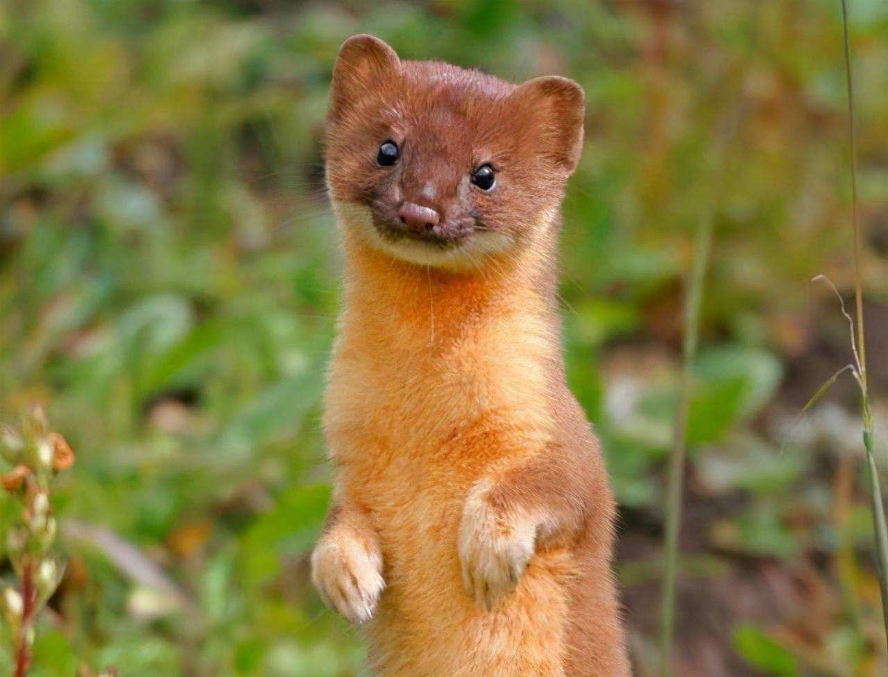 黄鼠狼不能打什么原因,为什么黄鼠狼到人家不能打