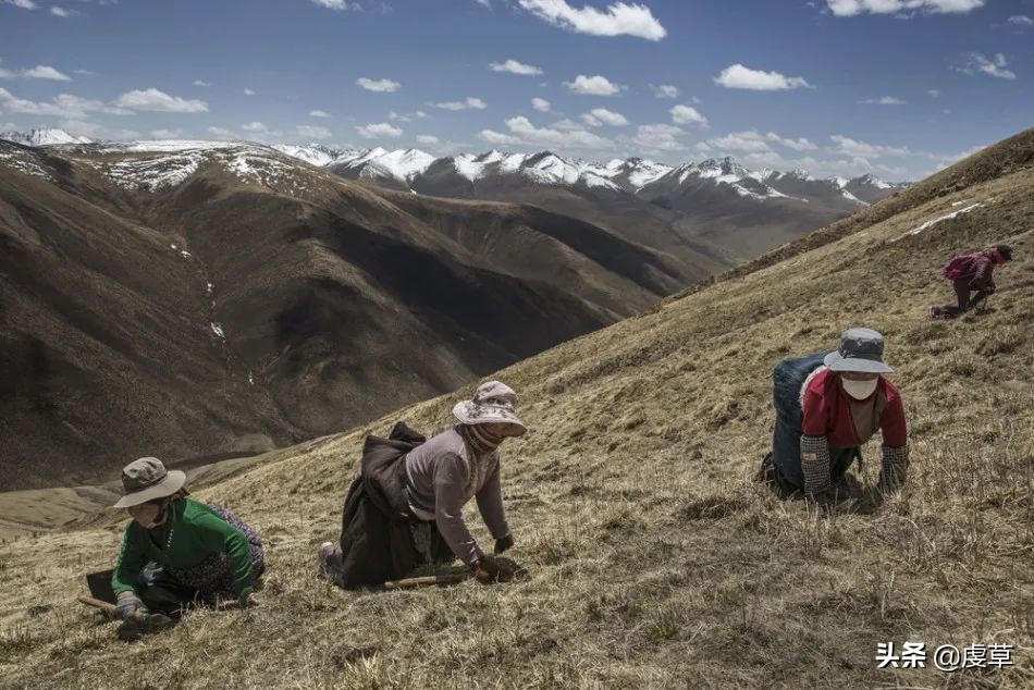 鲜虫草正当季,鲜虫草采收
