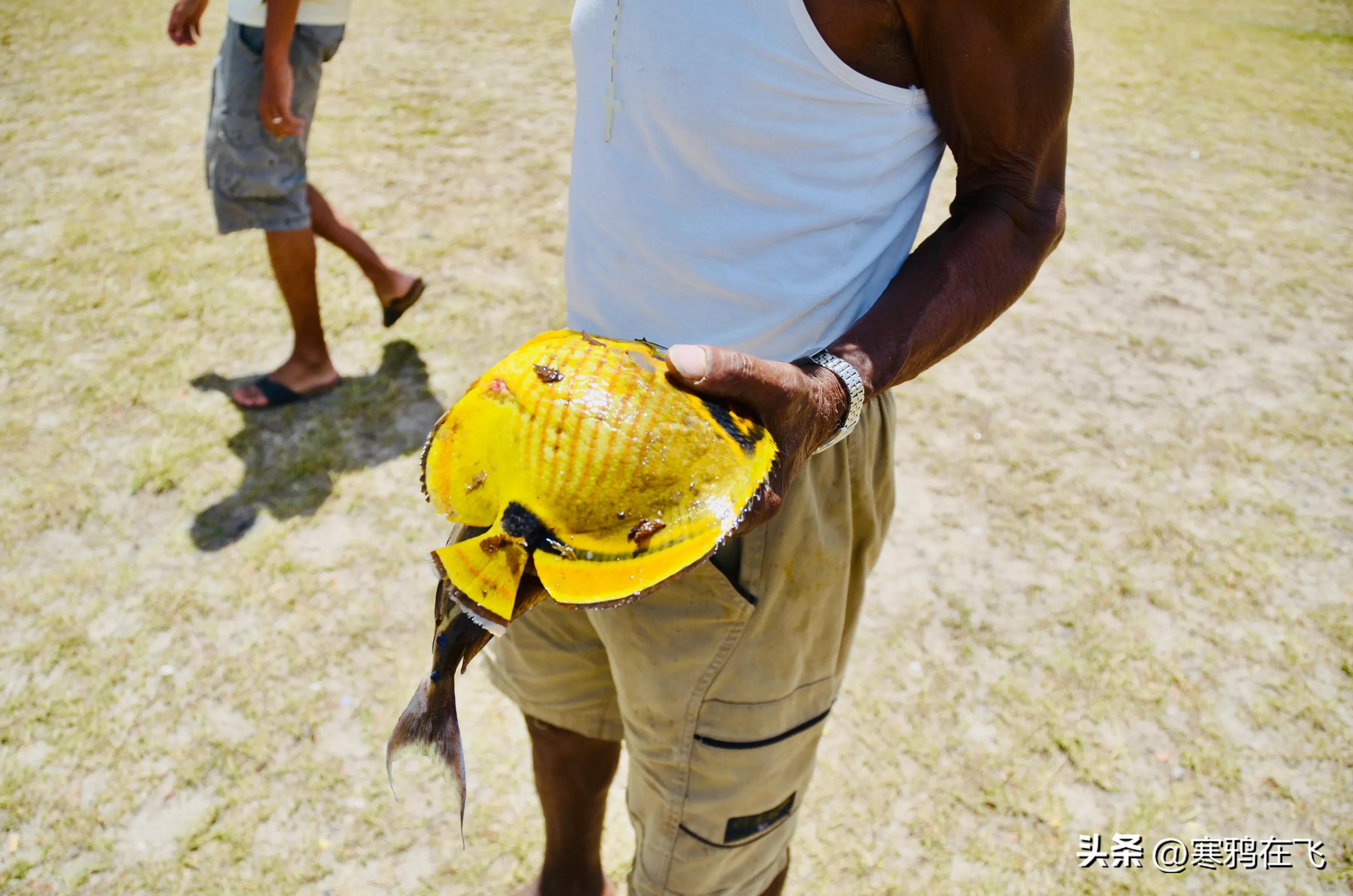 毛里求斯鹦鹉灭绝时间,毛里求斯有许多渡渡鸟吗