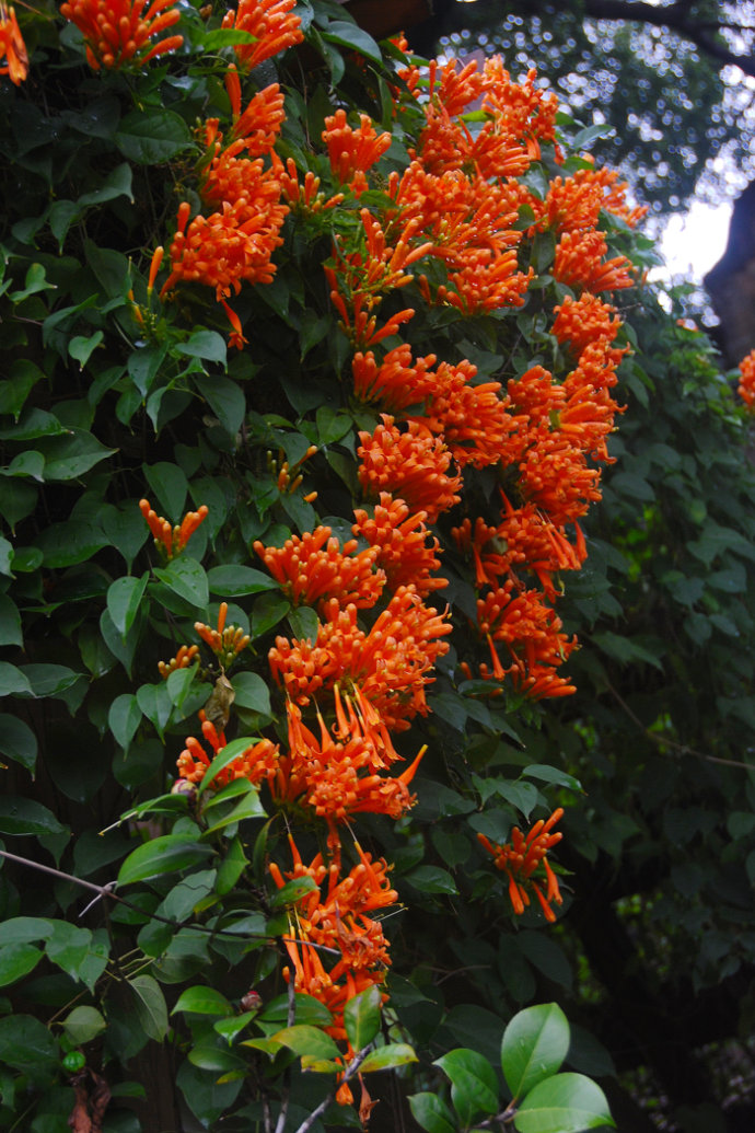 适合春季赏花的花,视觉盛宴五种赏花名花供您选择