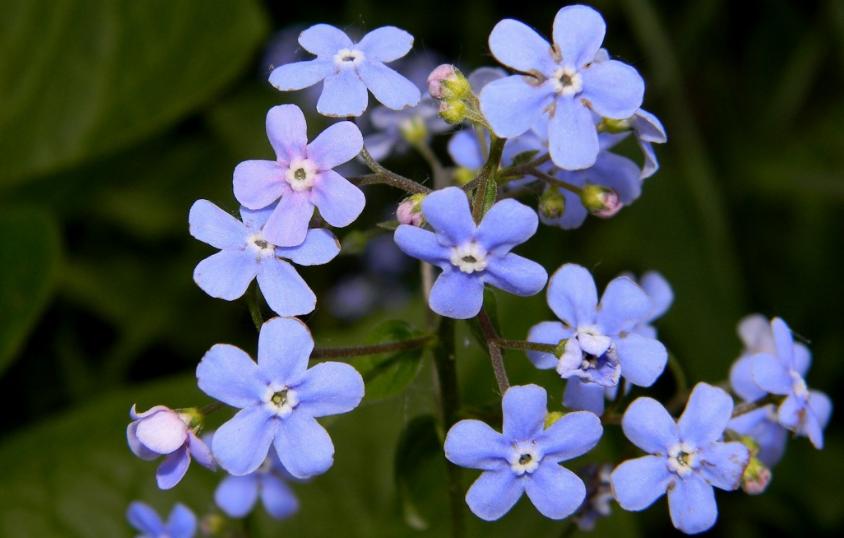 推荐几种颜值高又好养的室内花卉,8种容易开花又好养的庭院花卉