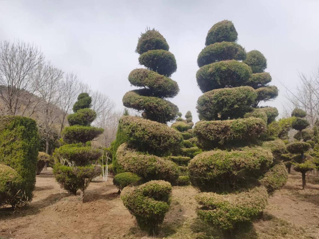 体育老师建了片银杏林，年门票收入数十万元，村民也沾光了