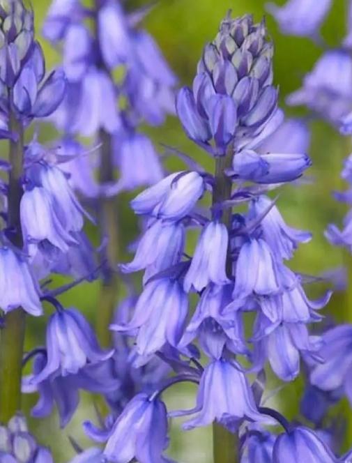 重瓣蓝色风铃花的养殖方法,风铃花水里怎么养