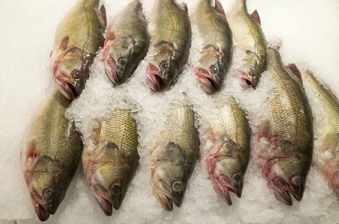 海鱼和淡水鱼的腥味,春季推荐食用的淡水鱼