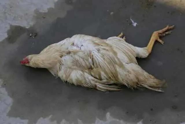 鸡中暑的最佳治疗方法,鸡中暑的妙招