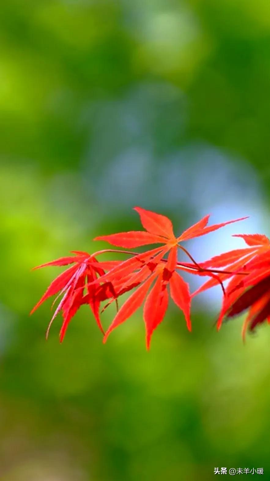 超清超美独一无二手机壁纸图片,养眼养心的壁纸