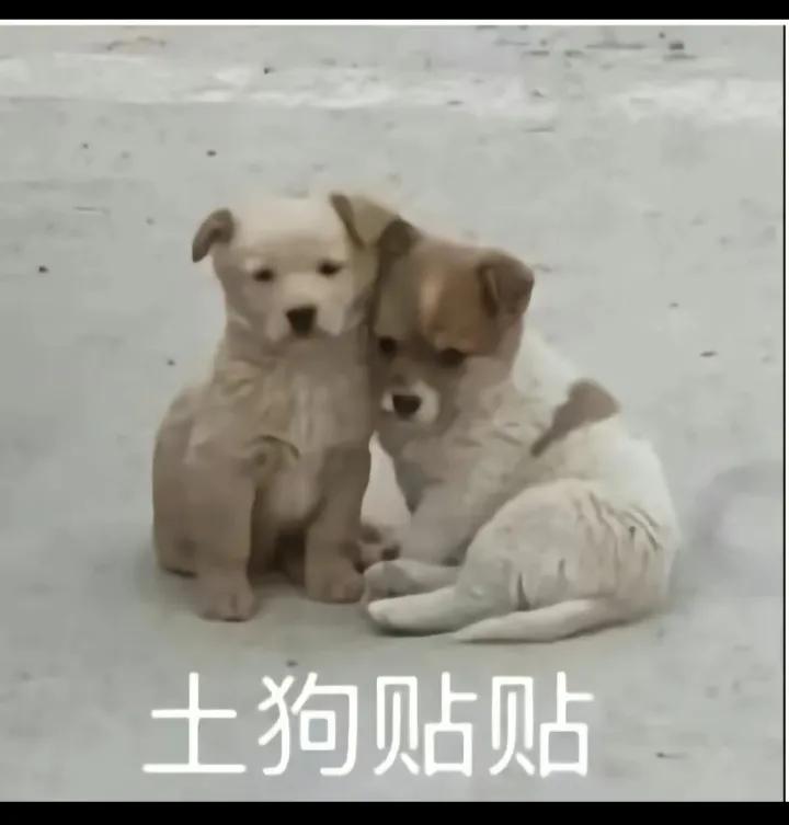 搞笑图片笑得肚子疼大全,搞笑图片