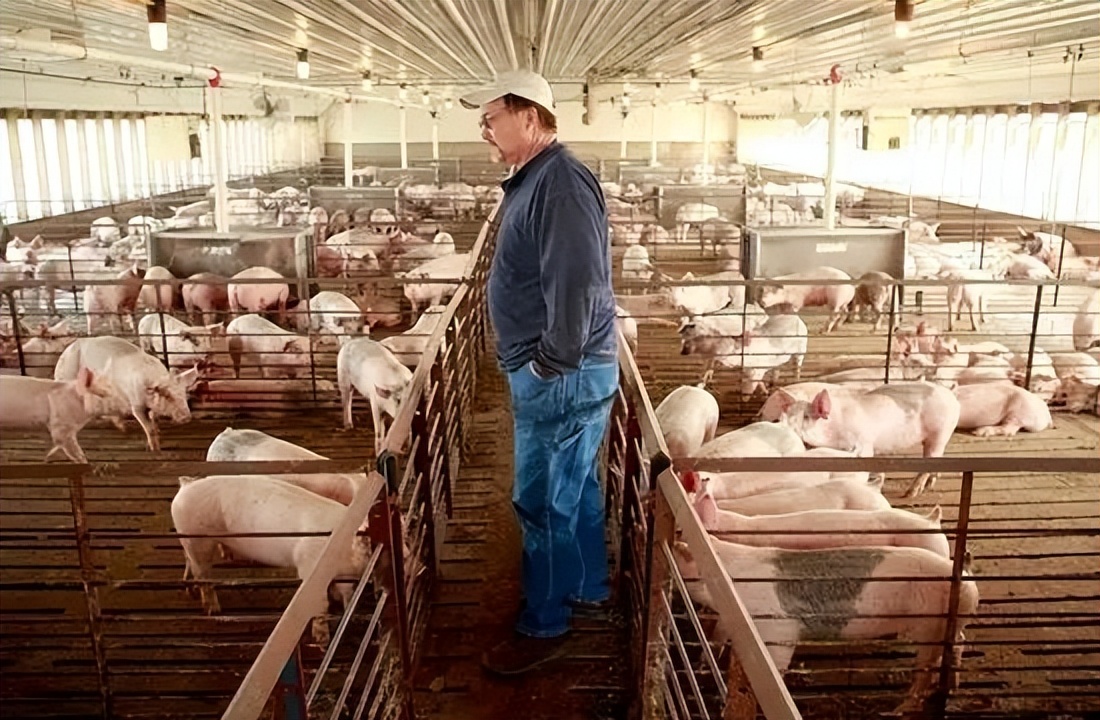 美国一个肉厂,就能控制老百姓,看看被资本控制的国家到底有多惨