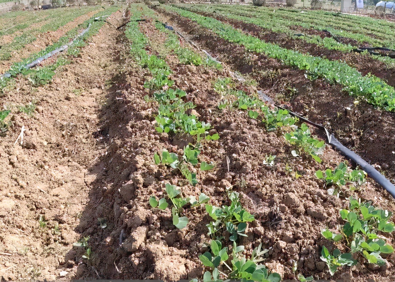 花生高产种植秘诀,花生根系深度多少