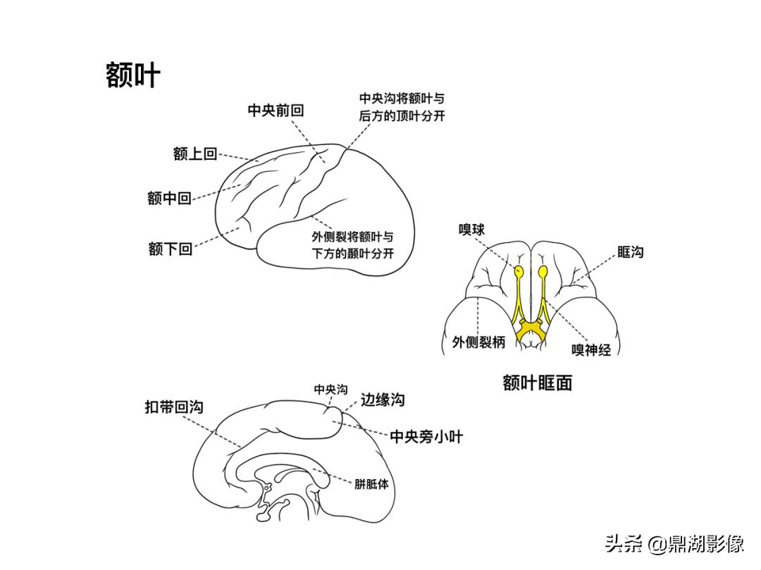 大脑皮层的解剖与定位,大脑解剖学习绘图笔记
