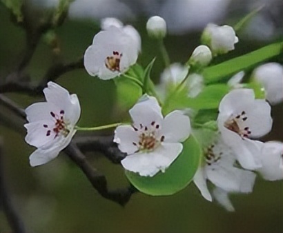 赏花何须远行带你寻觅最美秋色,赏花何须远行最美花景就在身边