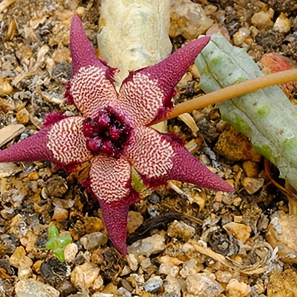 102个大类近500个多肉植物图片，都极其美丽，建议在家中也养一盆