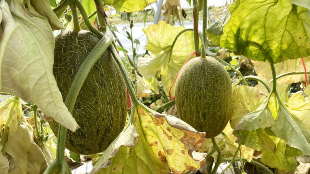 水岸明珠开业大吉,水岸明珠浠水店专场直播