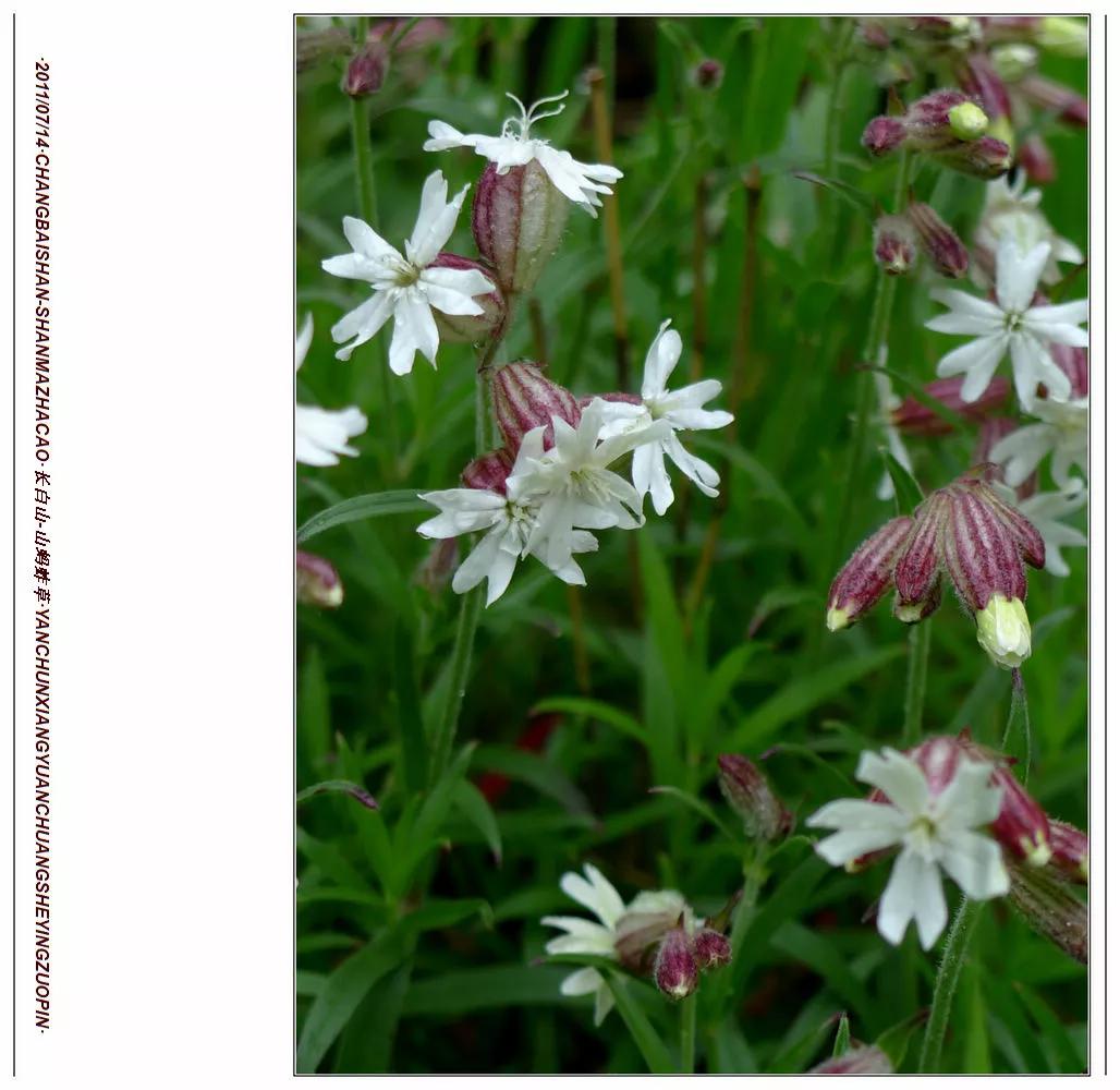 长白山蚂蚱草,第一次见奇怪的草