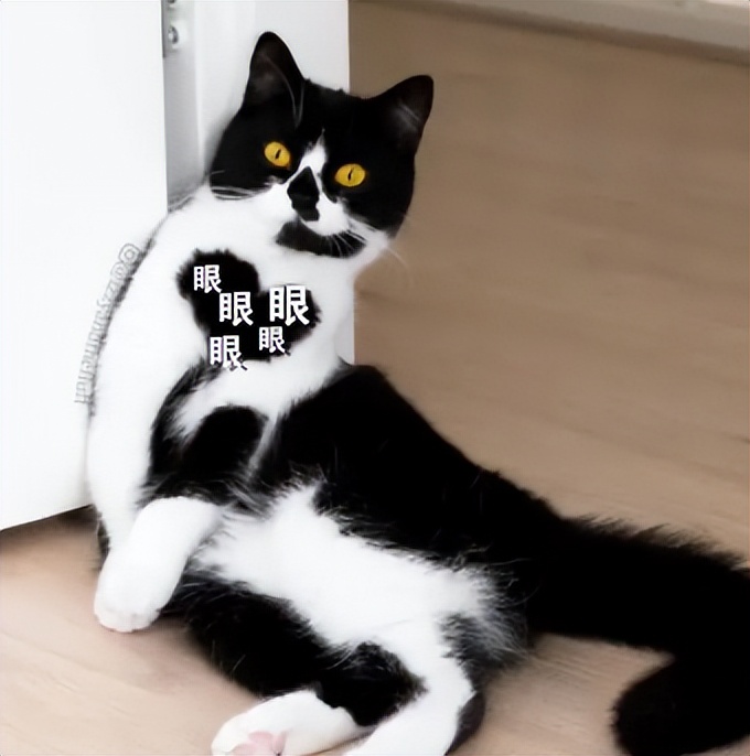 你以为你养的中华田园猫,家里养了中华田园猫