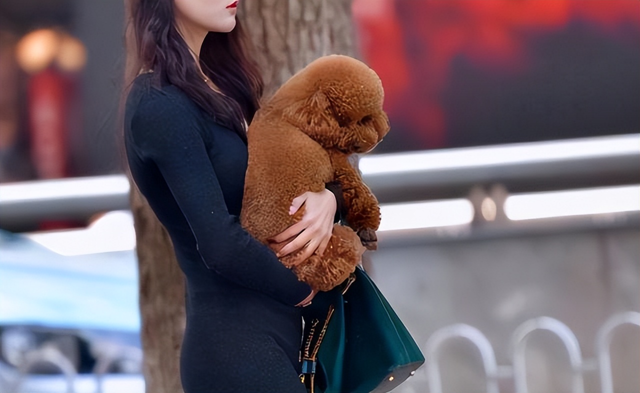 泰迪老扒拉垃圾是怎么回事,泰迪早上扒拉主人是什么意思