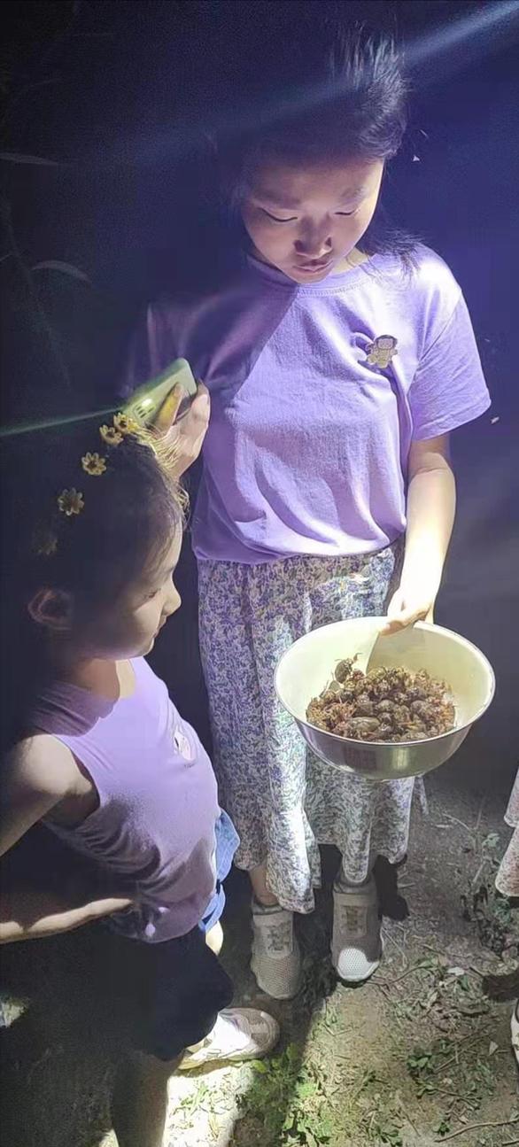 丽水知了每斤卖400元,丽水市民抓知了卖260元一斤