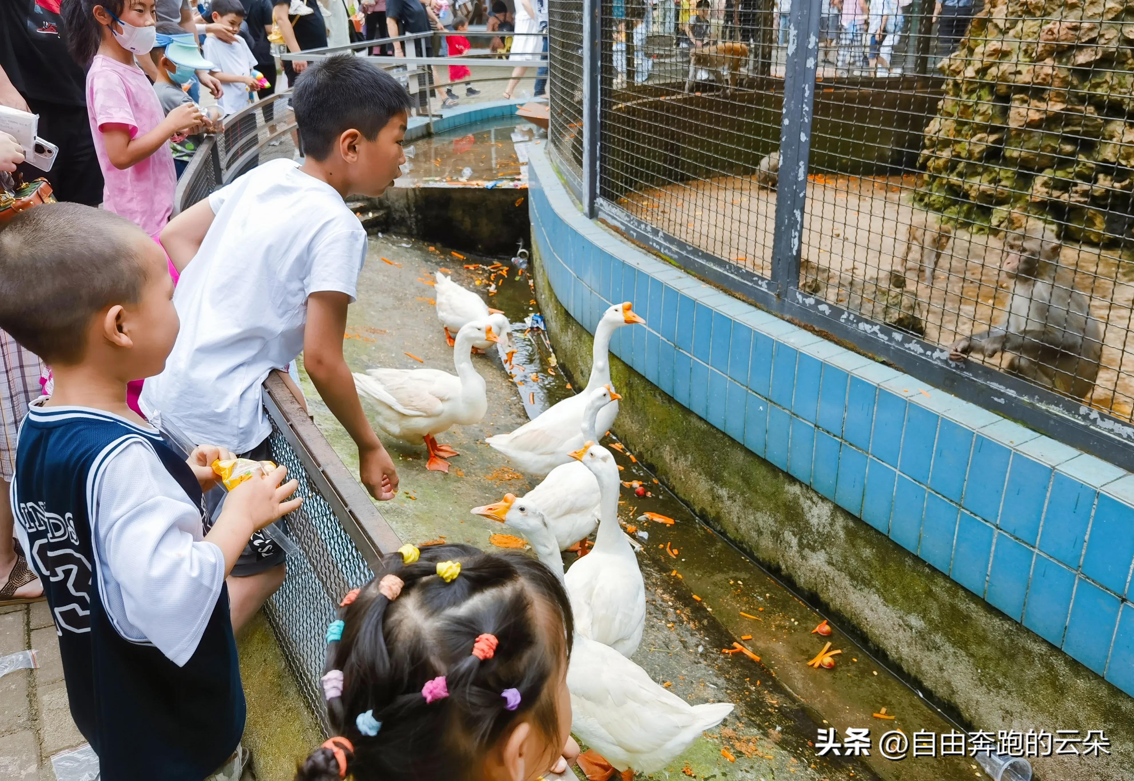 长沙生态动物园门票小孩免费吗,长沙生态动物园门票多少钱一个人
