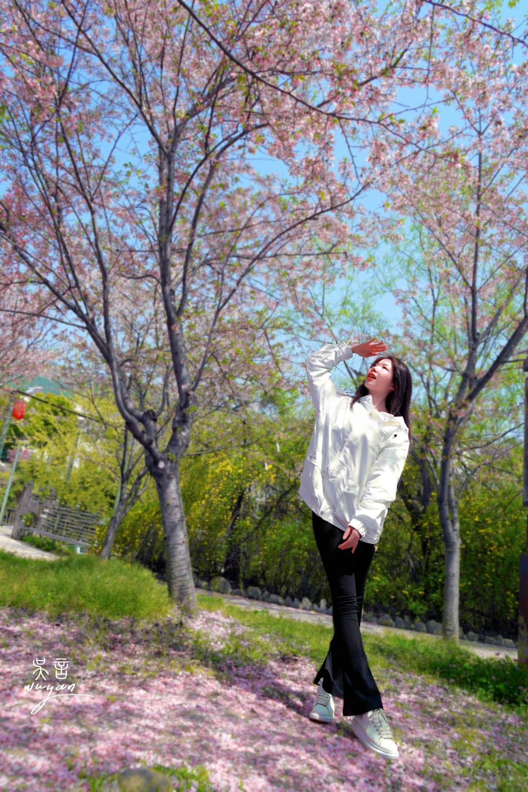 武汉看樱花半日游,武汉看樱花一日游