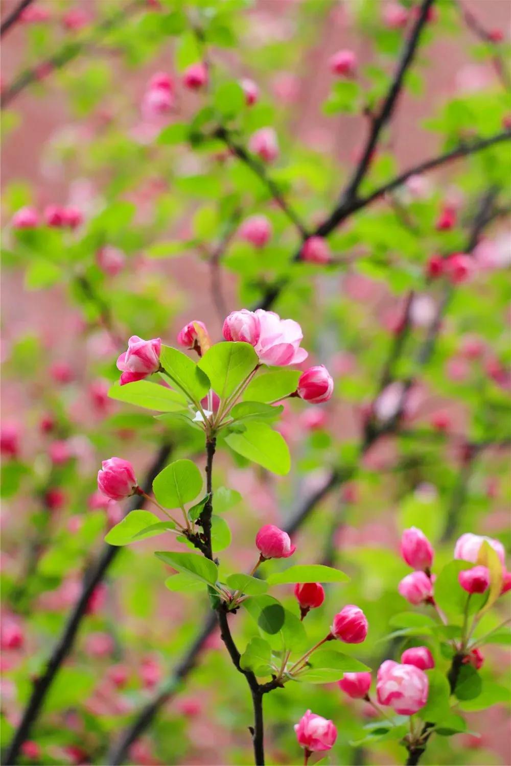 在春暖花开里抓住春天的尾巴,沐浴在春暖花开的春天里