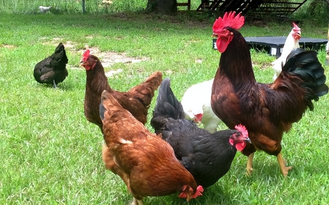 农村家庭养鸡哪个位置合适,农村家里养鸡有什么规定