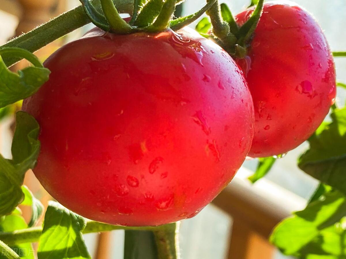 北京23月份露地种什么菜,北京地区露天全年种植蔬菜的时间