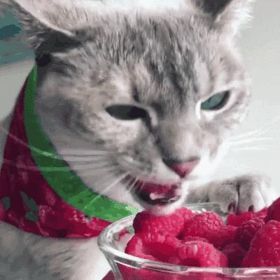 猫咪拉稀便便很臭但是精神好,猫咪大便臭是什么原因