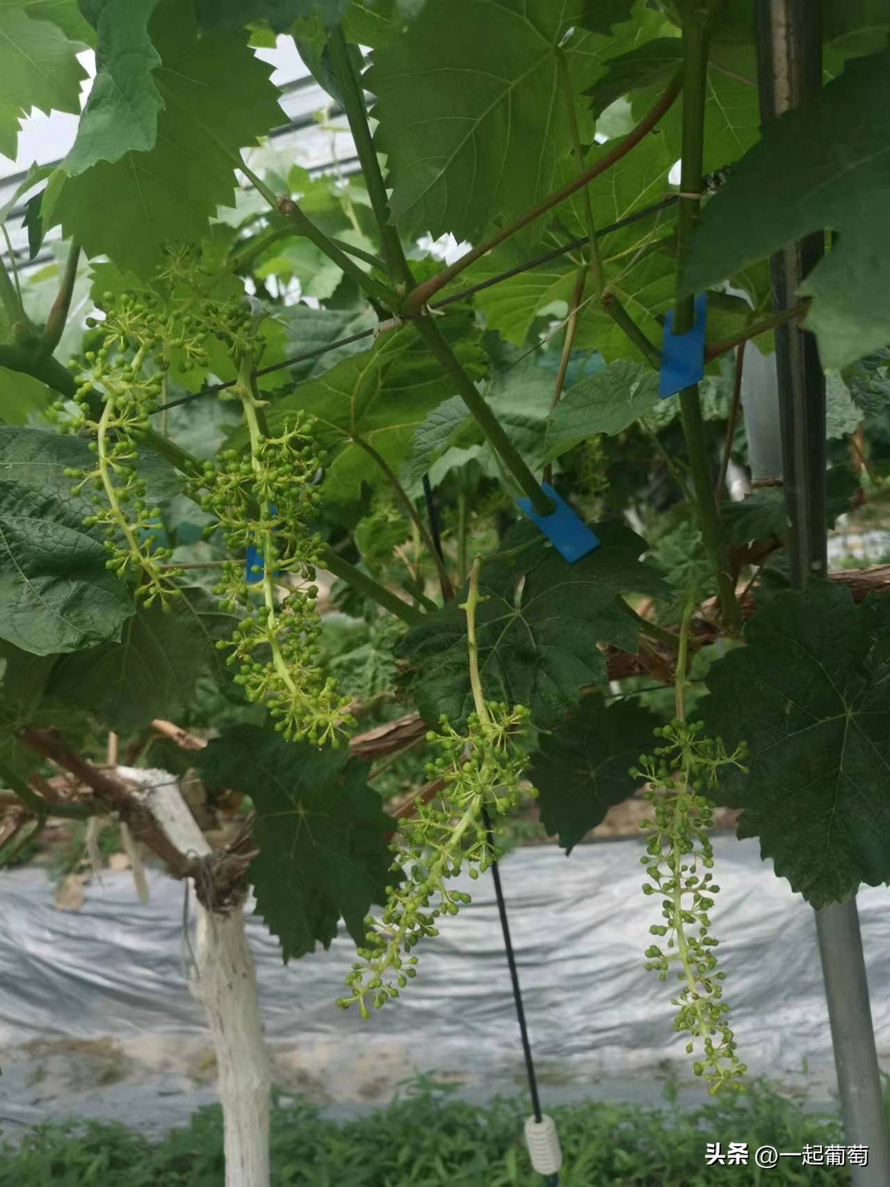 隔壁老王种葡萄的抖音,隔壁老王种植技术视频