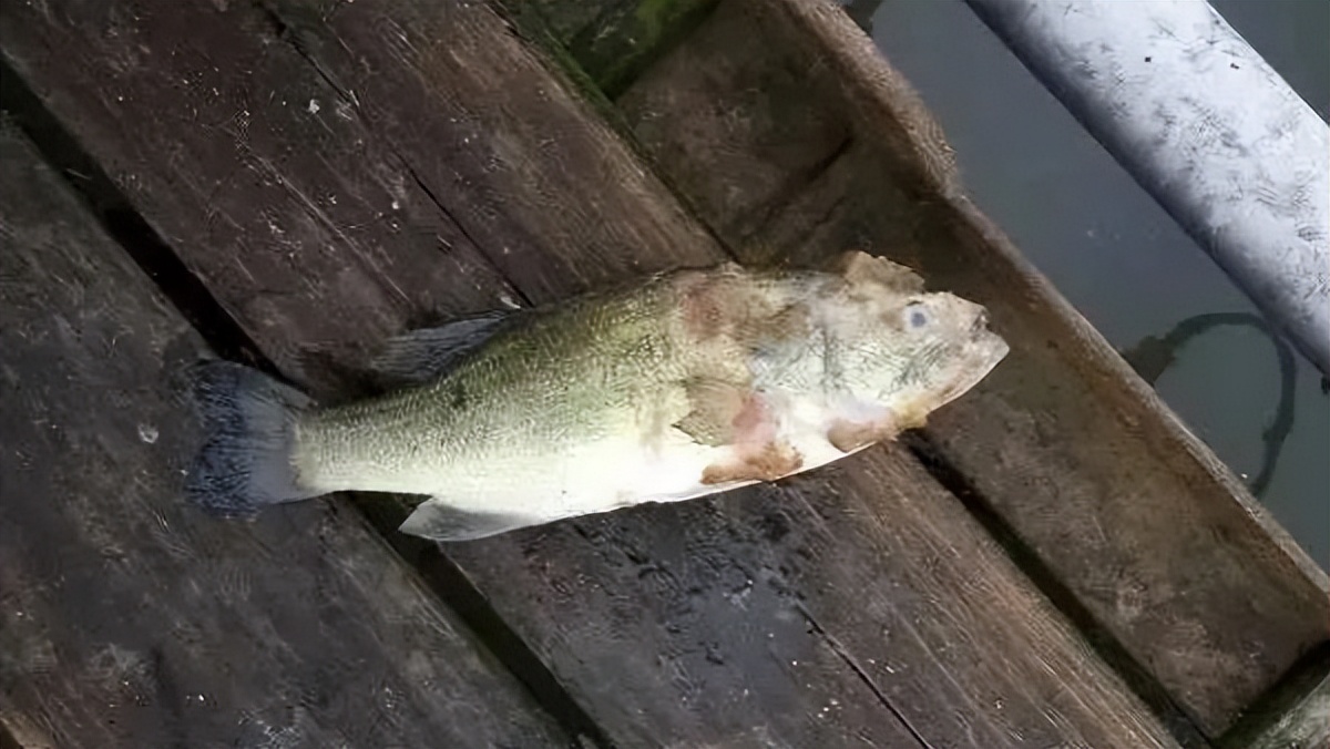 天气升温鱼缸水怎么变浑了,养殖户养鱼遇到水霉病