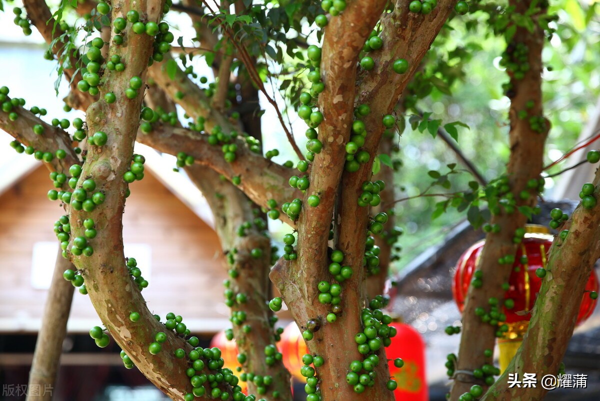 五个嘉宝果品种在海口地区的引种效果怎么样？您想种吗？