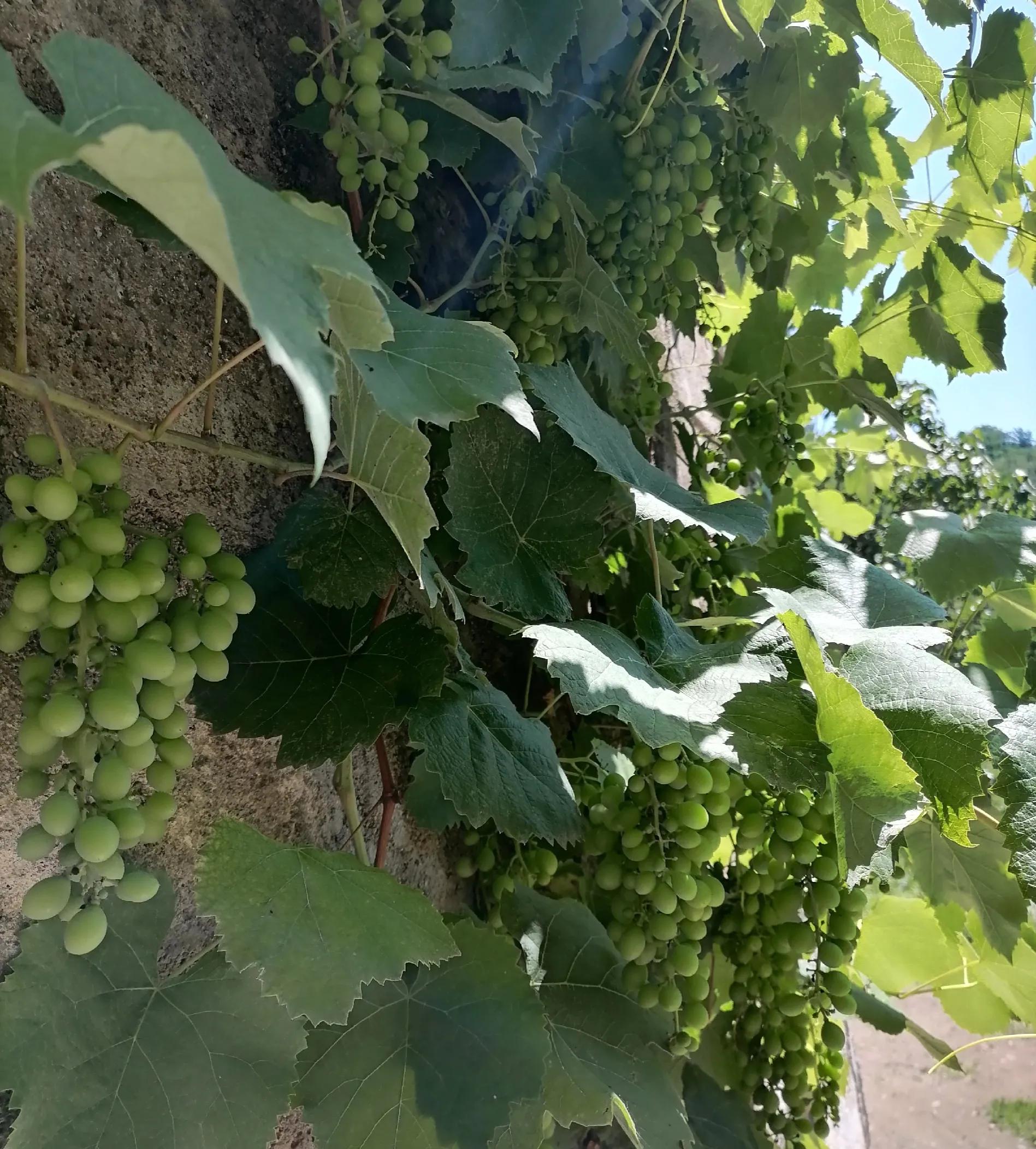 电视剧畸形的母爱引出血案,畸形的母爱养大的孩子