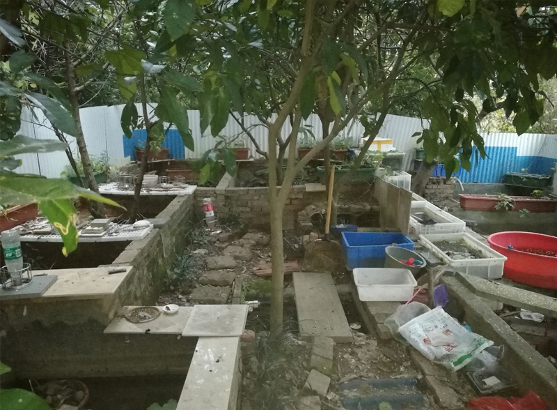 安徽黄缘闭壳龟冬眠适合什么温度,黄缘闭壳龟家庭小环境