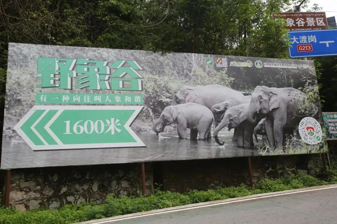 大象被铁链拴住,野象谷用针扎大象