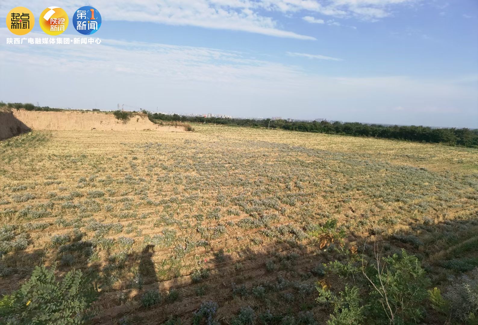 咸阳多地发现银毛龙葵金丝猴,咸阳多地发现银毛龙葵琥珀