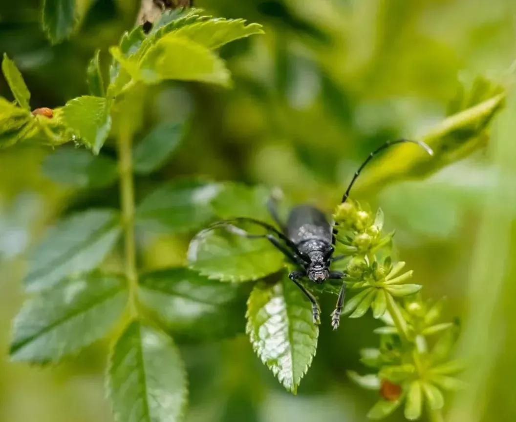 可爱动物照片合集,澳大利亚动物合集