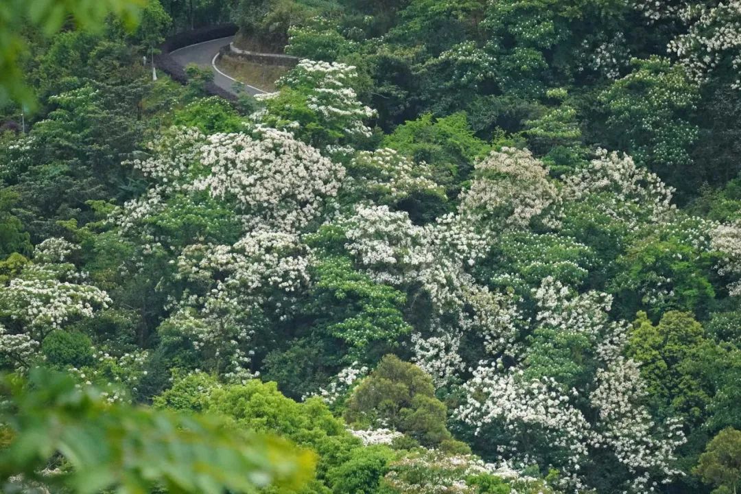楠溪油桐花如雪图片,油桐花开与气候