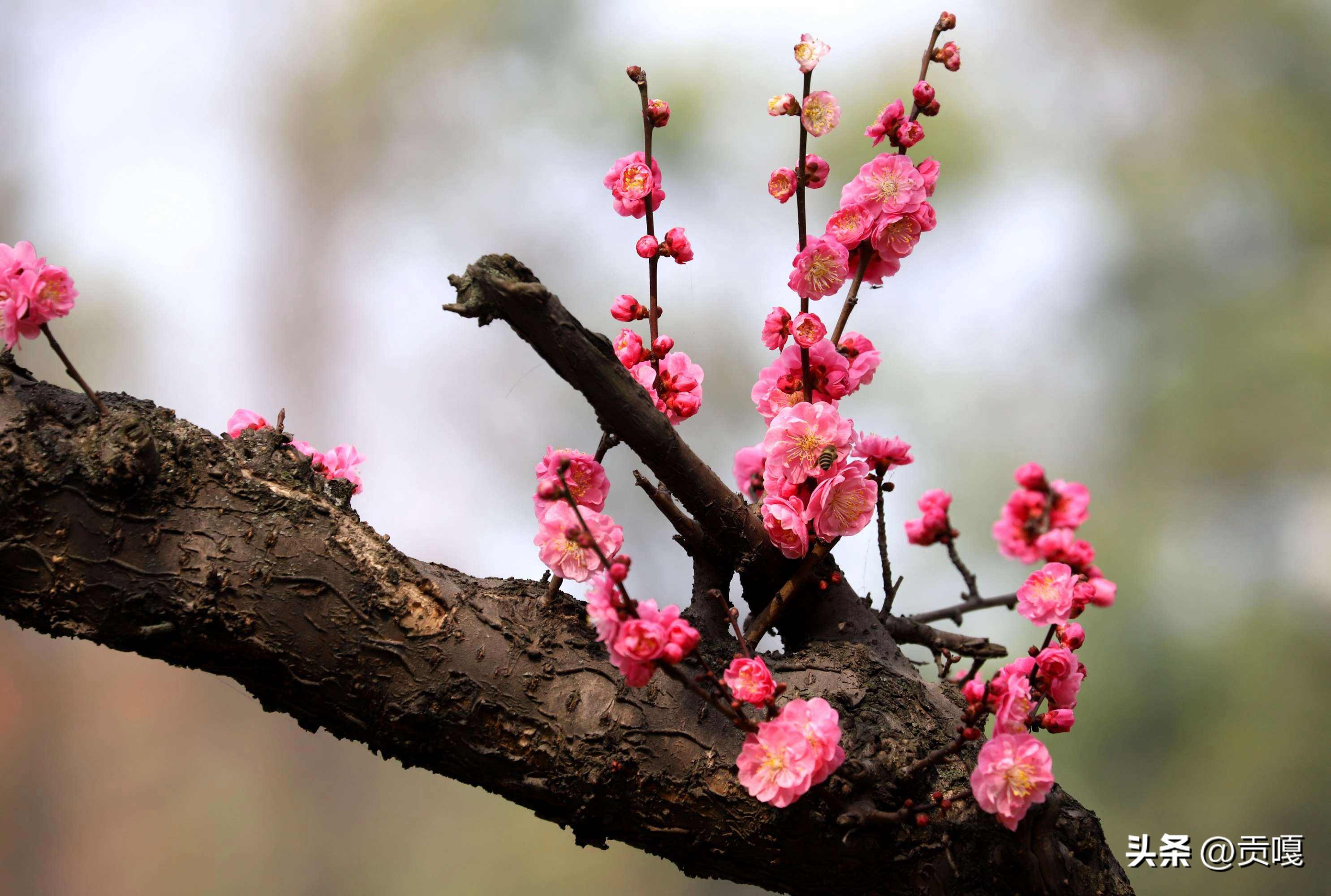 迎财神的七律诗,大年初四七律