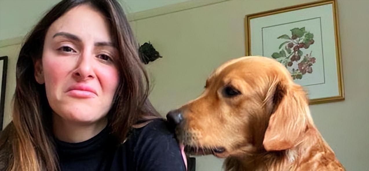 金毛犬为什么爱舔自己的毛,金毛幼犬为什么一直舔主人