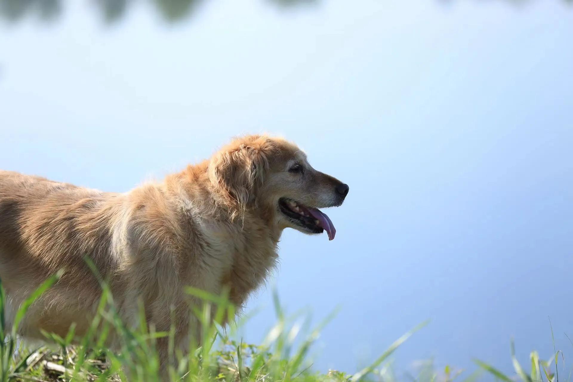 我的毛毛-写给12年相濡以沫的金毛
