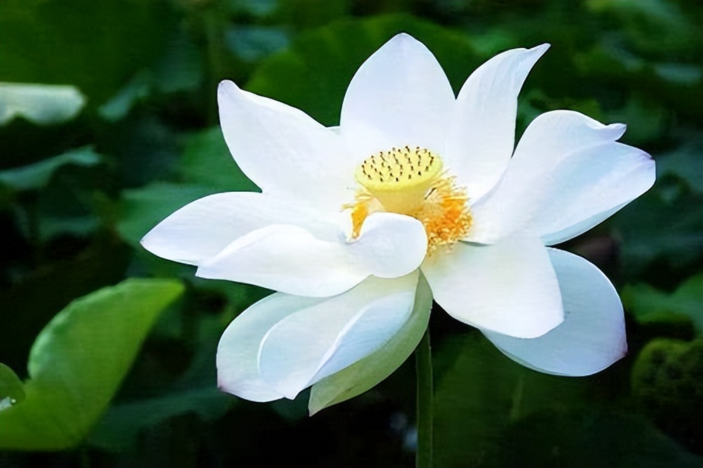 为何佛教爱用莲花而不是荷花,荷花与莲花在佛家有何意义